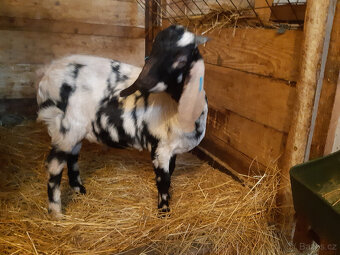 anglonubijský kozlík 100% - 2