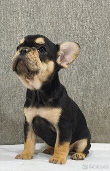 Francouzsky buldoček - 2