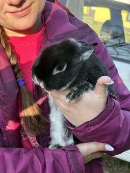 Zakrslý černý bílopesíkatý králík - 2