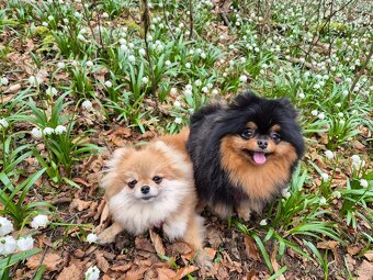 Pomeranian - 2
