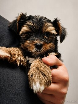 Jorkšírský teriér - 2