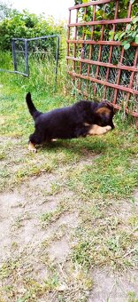 Německý ovčák - fenka dlouhosrstá s průkazem - 2