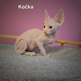 Kanadský sphynx - 2