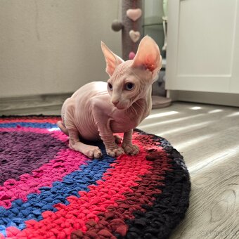 Kanadský sphynx - 2