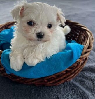 Maltipoo - 2