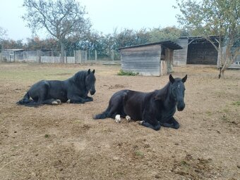 Fríský kůň, Quatrer horse - 2