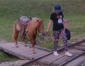 Shetland pony,aj výmena - 2