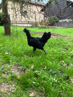 Ayam Cemani kohouti na prodej - 2