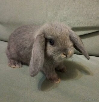 Zakrslý beránek králíček - 2