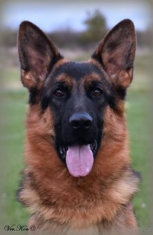 Německý ovčák štěňata s PP roční fena - 2