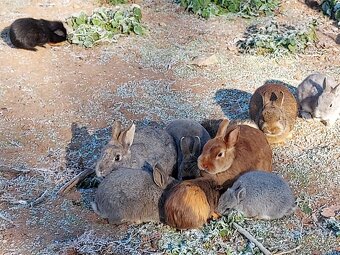 Zakrslý králíček možno i s morčetem - 2