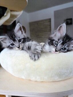 Mainská mývalí - 2