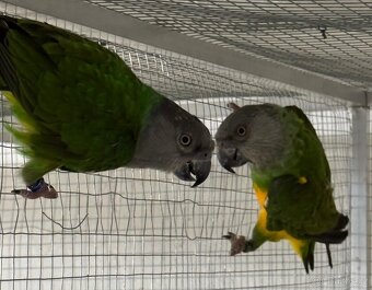 Papoušek senegalsky - 2