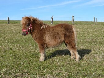 Připouštění shetland pony mini - 2