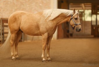 Na prodej 7letý valach plemene Quarter Horse (QH) - 2