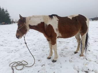 Valach paint horse - 2