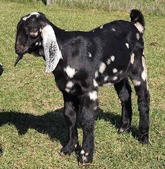 100% AN kozlík II. - 2