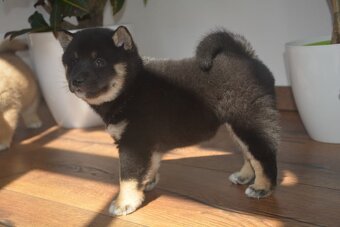 Shiba inu s průkazem původu - 2