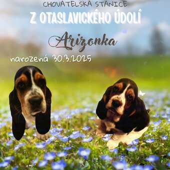Basset Hound - štěňátka - 2