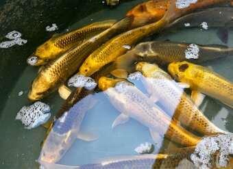 Koi kapr euro - 2