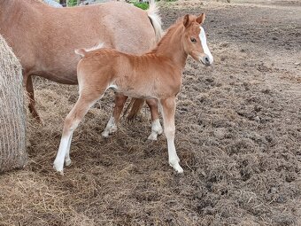 Letošní hrebecek cca 135 cm - 2