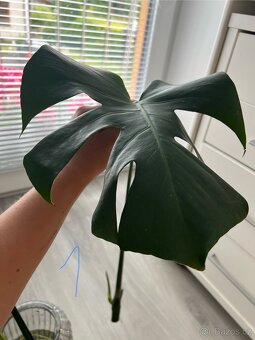 Monstera deliciosa - 2