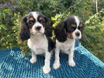 Kavalír King Charles Španěl tricolor - 2