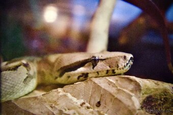 Hroznýš královský - Boa constrictor - 2