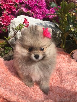 Pomeranian s p.p - 2