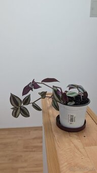 Tradescantia zebrina PURPLE - 2