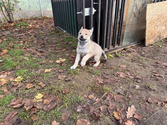 Československý vlčák - 2