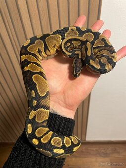 Krajta královská samec GRAVEL - 2