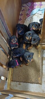 REZERVACE Štěňata rotvajler bez PP - 2