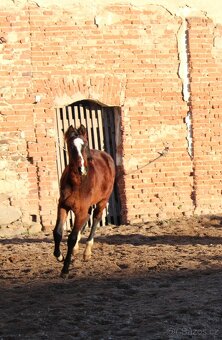 Letošní hřebeček, odstávče - 2