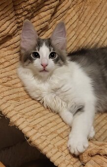Turecká angora- koťátka s PP - 2