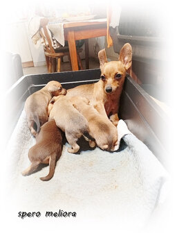 pražský krysařík štěńata - 2