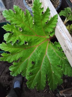 Gunnera manicata - 2