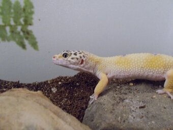 gekončík noční - 2