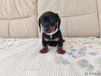 Jezevčík trpasličí - 2