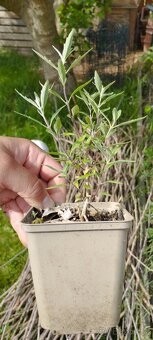 Byliny a trvalky - 2