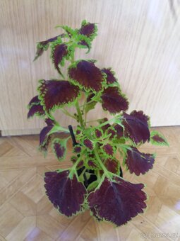 Kopřivy pokojovky - 2
