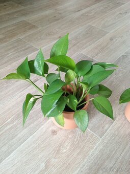 Šplhavnice neboli Epipremnum, Pothos - 2