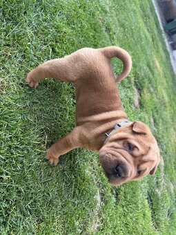 Sharpei - 2