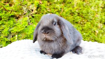 Zakrslý beránek, králíček, králík - PIPER - 2