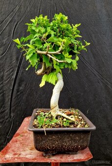 Bonsai, Bonsaj -Ibisek syrsky 5 - 2