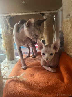 Kanadská Sphynx bez pp - 2