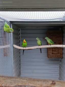 Papoušek nádherný - 2