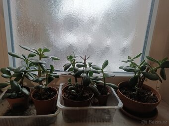 Prodám tlustice + palmy + jiné rostliny - 2