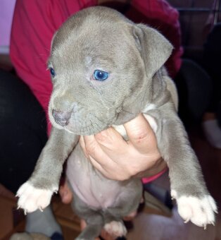 Stafordšírský bulteriér - 2