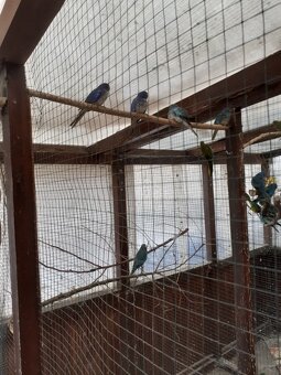 Neoféma modrohlavá - 2